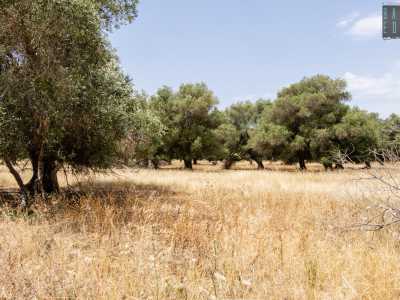 Lo percorriamo sotto un sole che fa splendere le gialle spighe di grano...